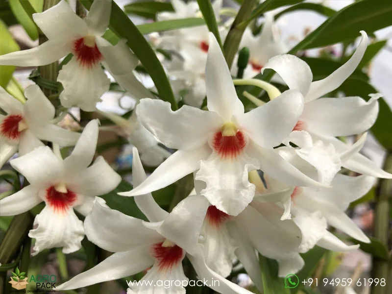 Dendrobium-Draconis-Dragon-Orchid4
