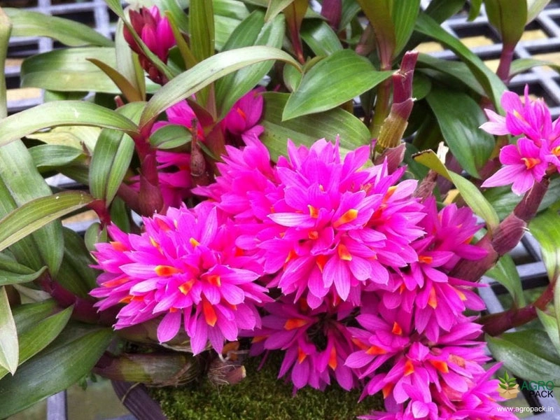 Dendrobium-Hibiki-Orchid-3