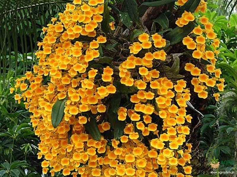 Dendrobium-Lindleyi-Orchid-1