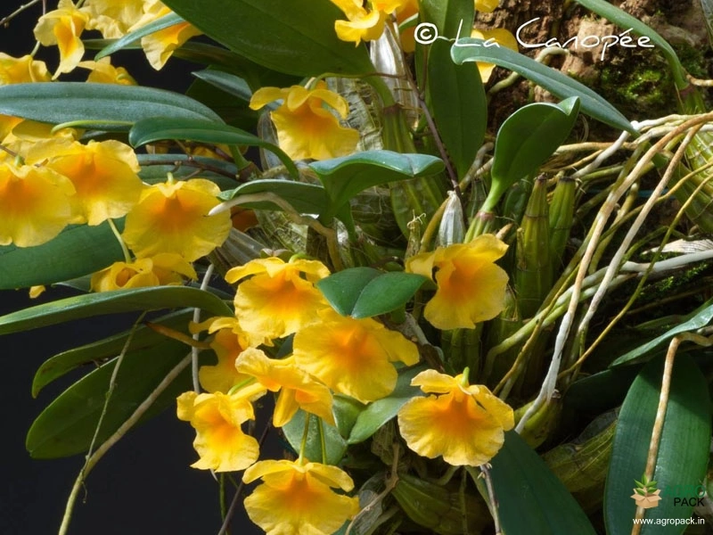 Dendrobium-Lindleyi-Orchid-5