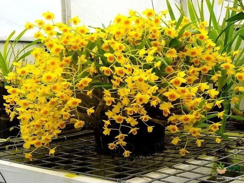 DENDROBIUM様 T.chapeuensis Dendrobium Orchid Chrysotoxum Plant For Sale In India | Online