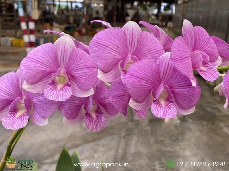 Dendrobium-Orchid-Pink-Stripe1