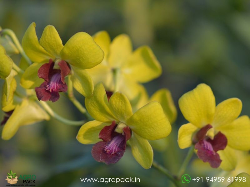 Dendrobium-Orchid-Plant-Sapling4