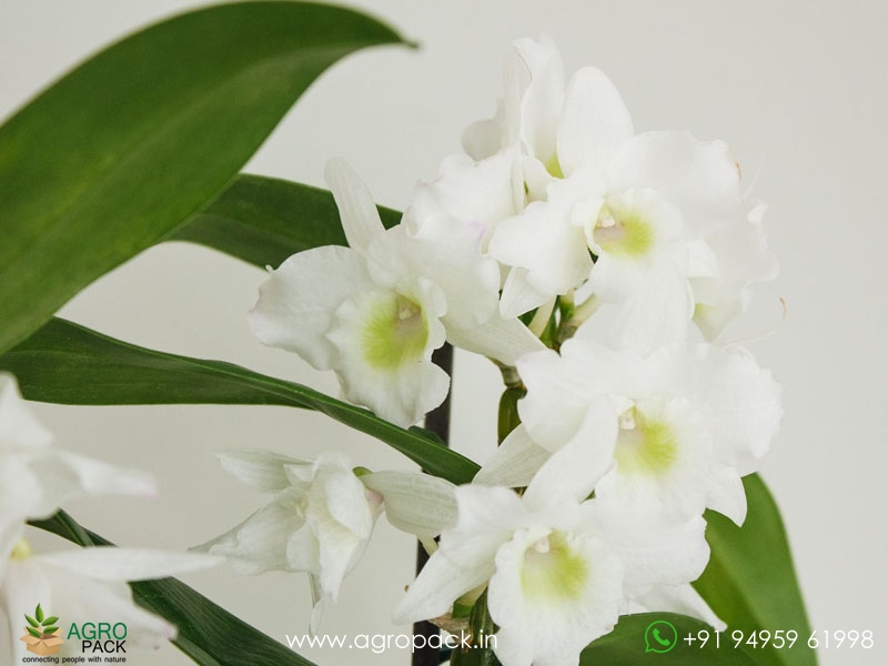 Dendrobium-Orchid-Plant-Sapling5