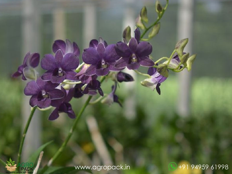 Dendrobium-Orchid-Plant-Sapling6