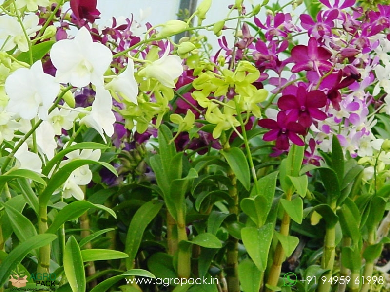 Dendrobium-Orchid-Plant-Sapling8