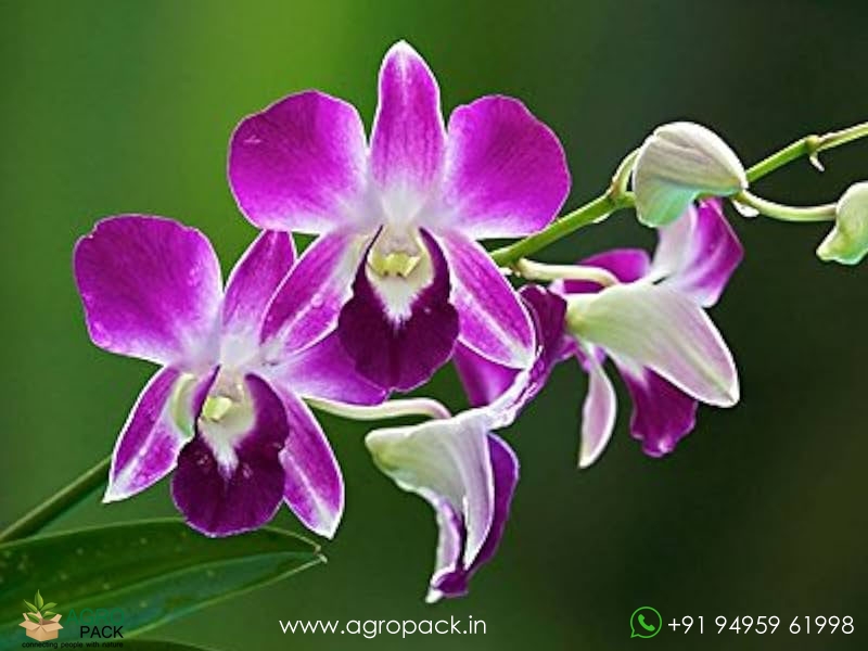 Dendrobium-Orchid-Plant-Sapling9