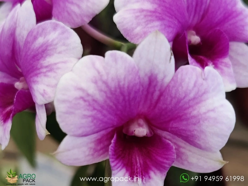 Dendrobium-Pink-Panda-Compactum1