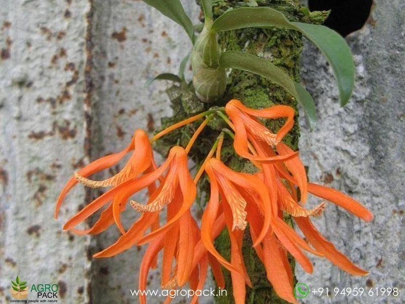 Dendrobium-Unicum-Orchid1