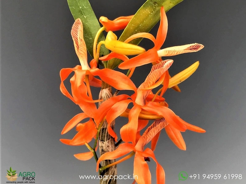 Dendrobium-Unicum-Orchid3