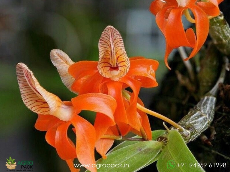 Dendrobium-Unicum-Orchid4