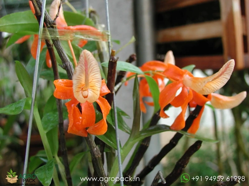 Dendrobium-Unicum-Orchid5
