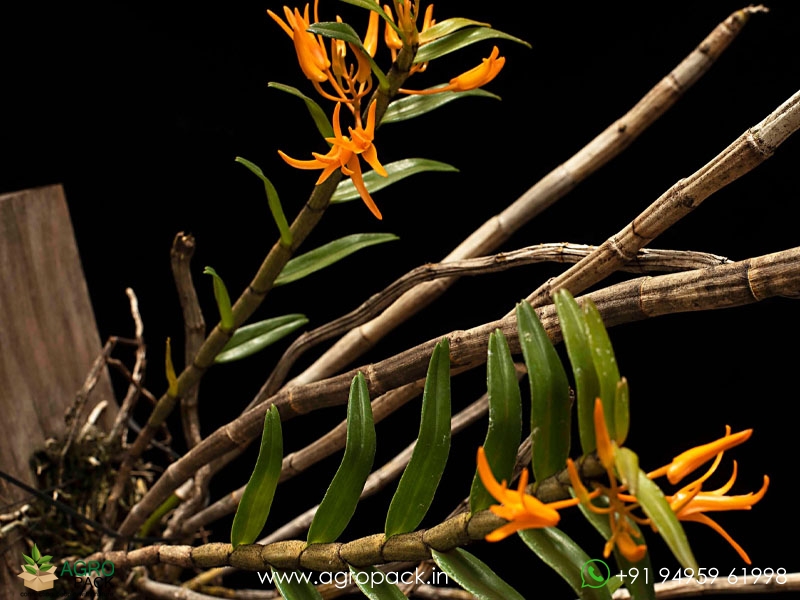 Dendrobium-jerdonianum1