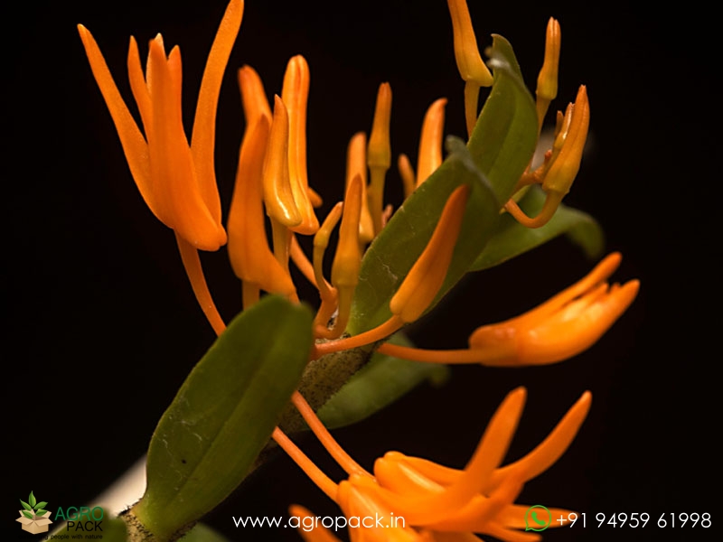 Dendrobium-jerdonianum2