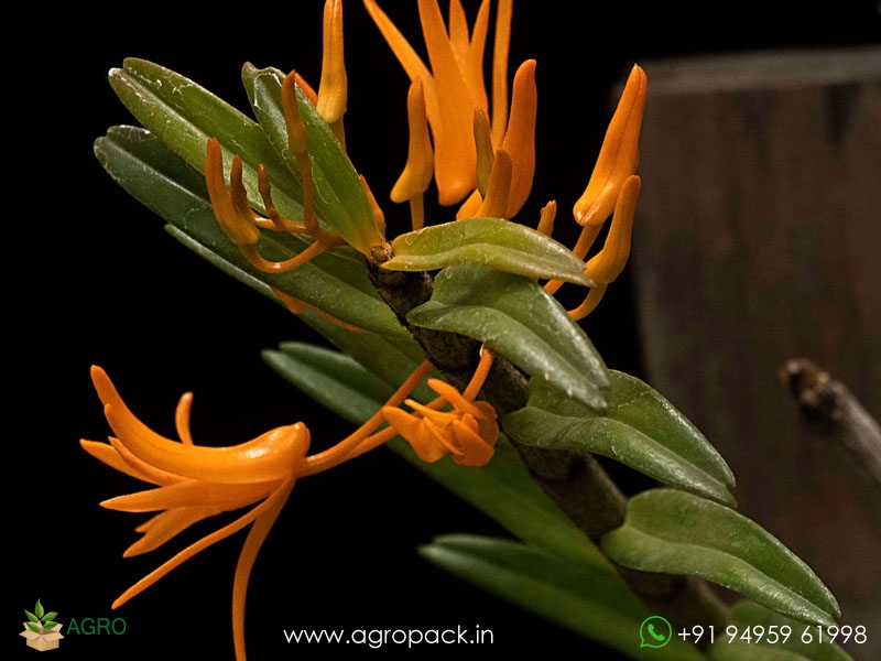 Dendrobium-jerdonianum3