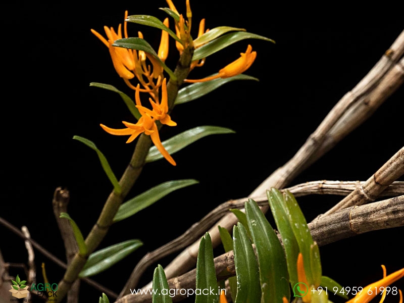 Dendrobium-jerdonianum5