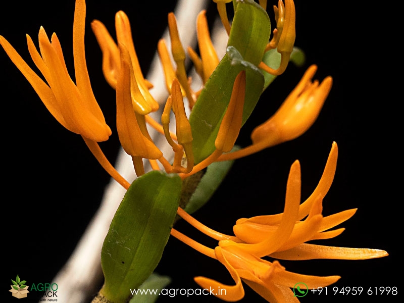 Dendrobium-jerdonianum6