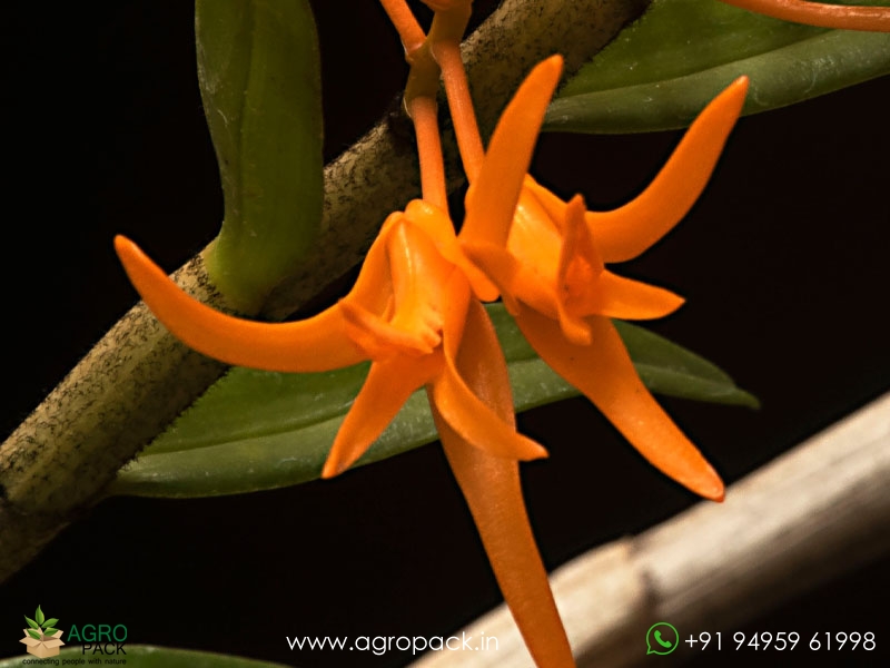 Dendrobium-jerdonianum7