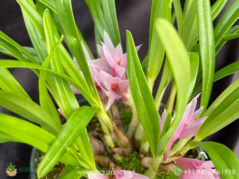 Dendrobium-violaceum1