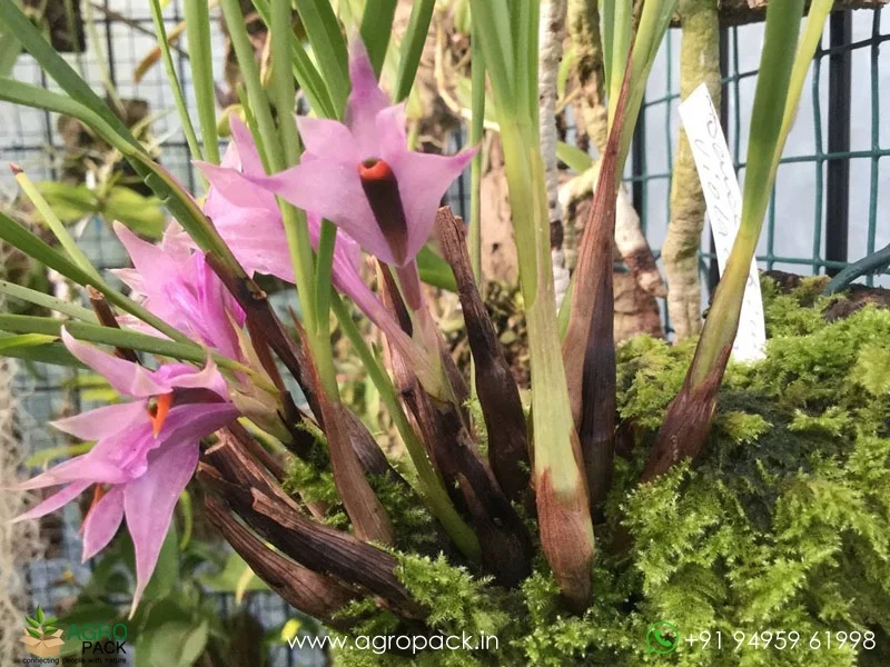 Dendrobium-violaceum2