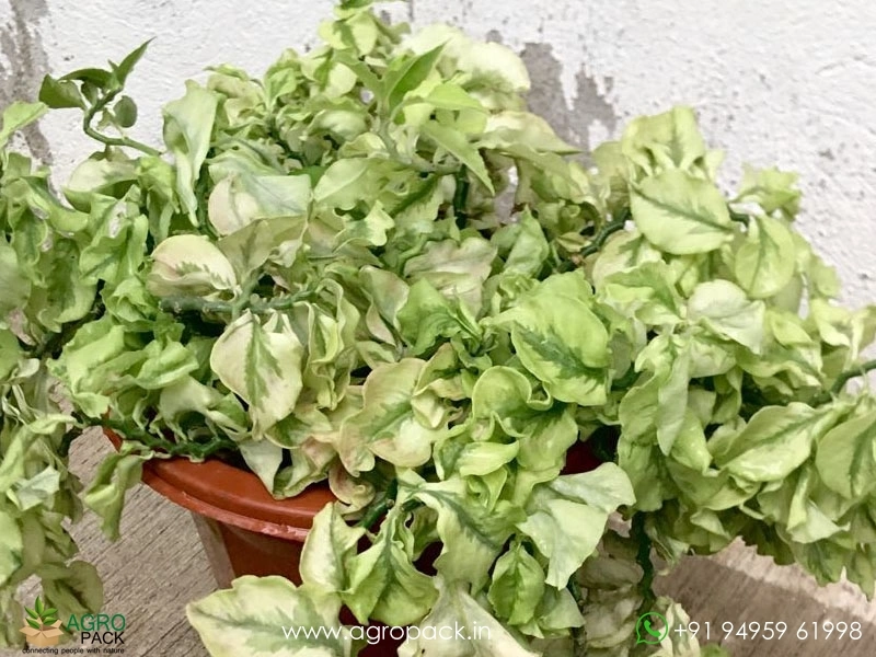 Devils-Backbone-Curly-Leaves6