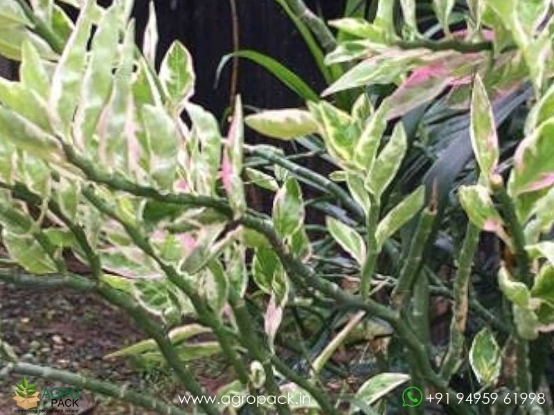 Devils-Backbone-Variegated3
