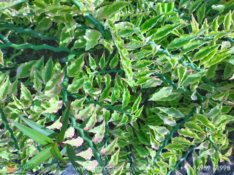 Devils-Backbone-Variegated5