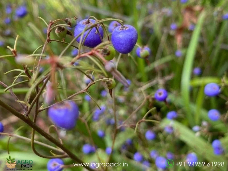 Dianella-caerulea-Blue-Flax-Lily1