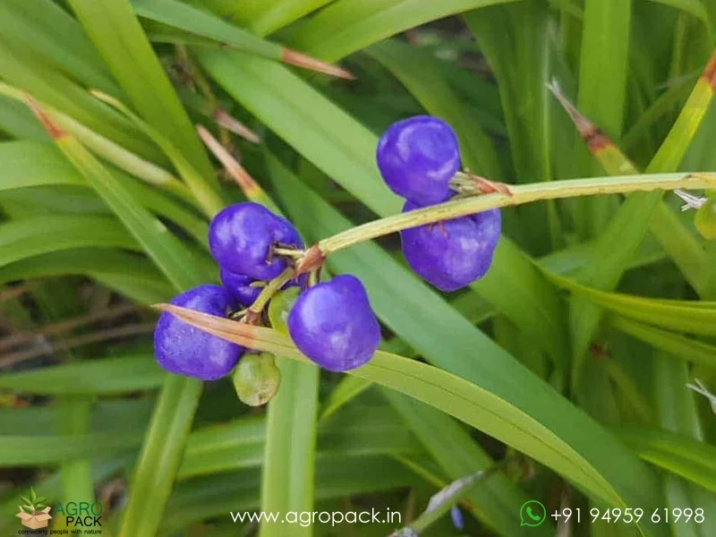 Dianella-caerulea-Blue-Flax-Lily2