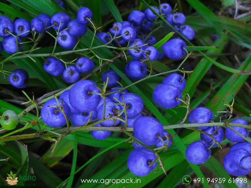 Dianella-caerulea-Blue-Flax-Lily4
