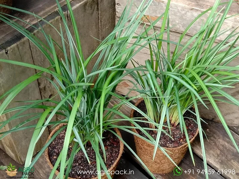 Dianella-caerulea-Blue-Flax-Lily5