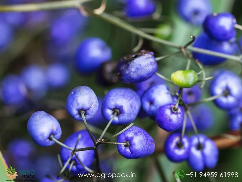 Dianella-caerulea-Blue-Flax-Lily6