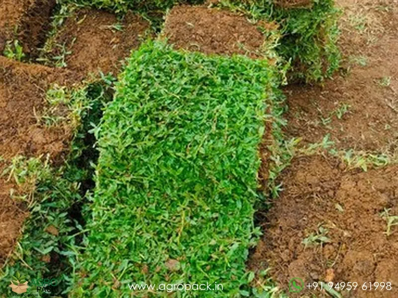 Dichondra-repens-Pearl-Grass1