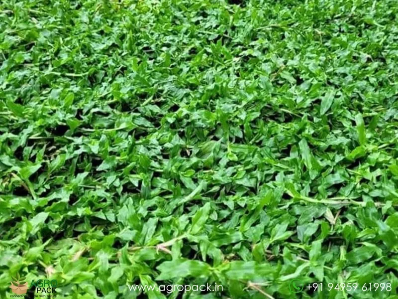Dichondra-repens-Pearl-Grass3