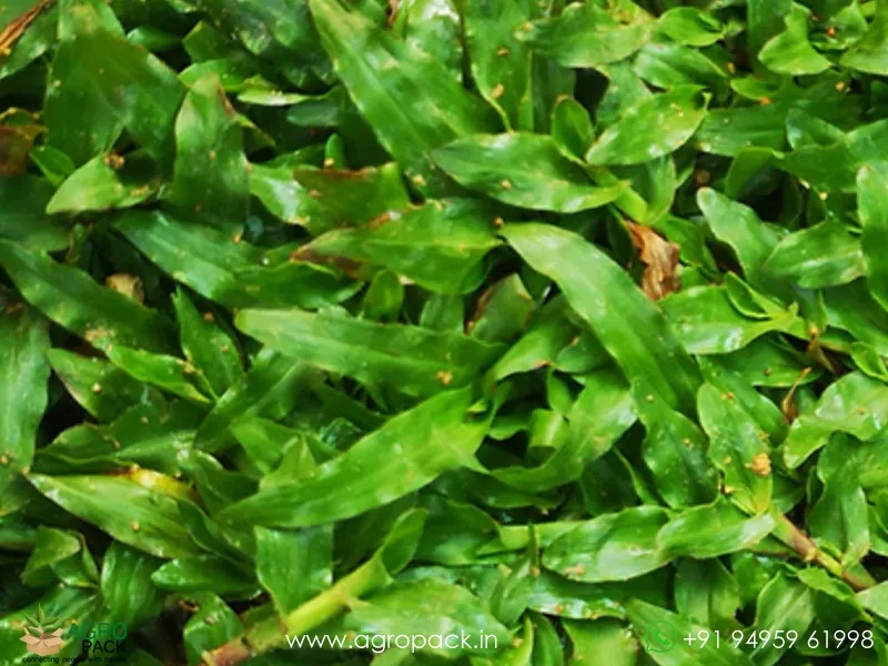 Dichondra-repens-Pearl-Grass4
