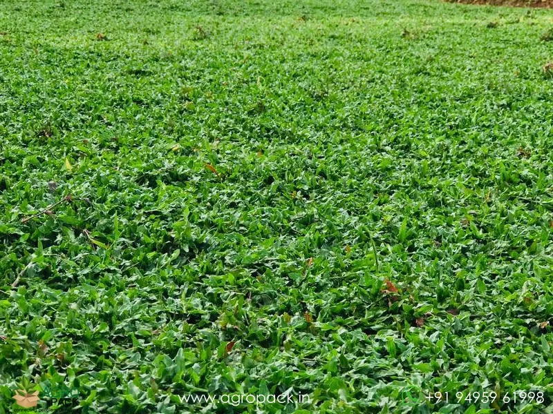 Dichondra-repens-Pearl-Grass5