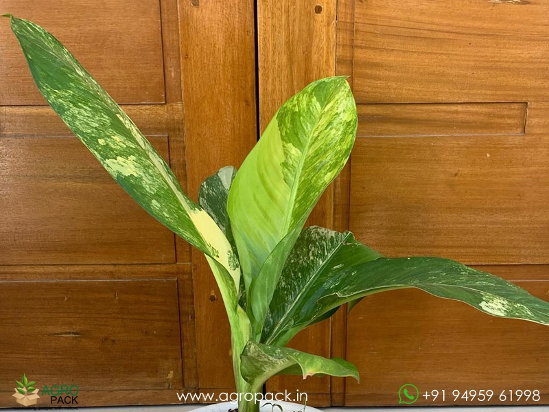 Dieffenbachia-Big-Ben-Variegated1