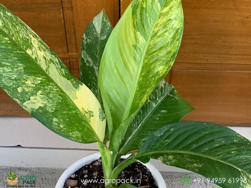 Dieffenbachia-Big-Ben-Variegated2