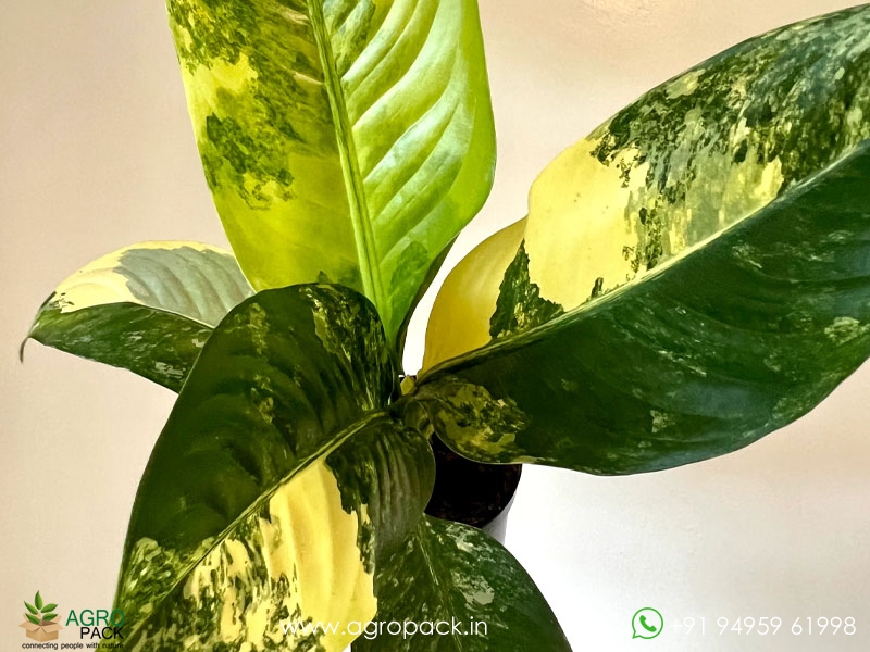 Dieffenbachia-Big-Ben-Variegated3