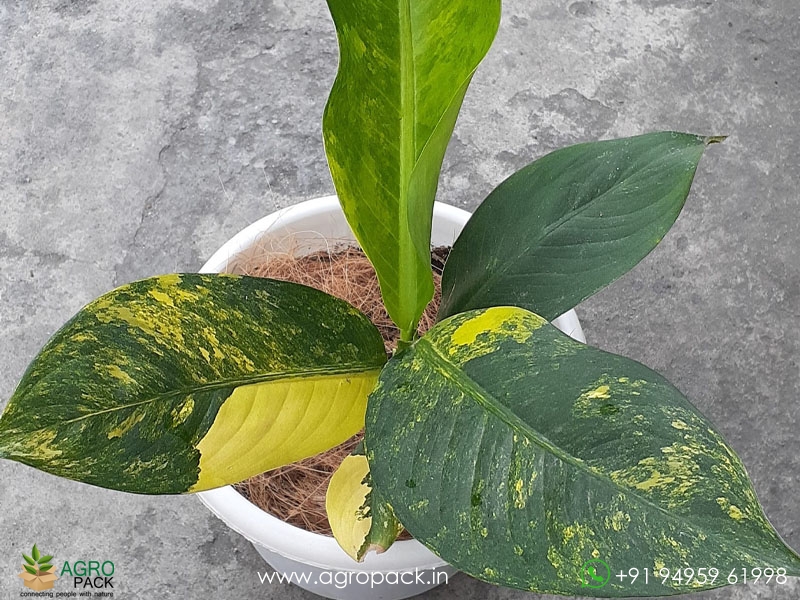 Dieffenbachia-Big-Ben-Variegated4