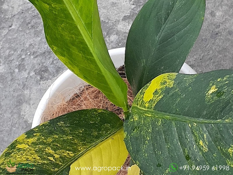 Dieffenbachia-Big-Ben-Variegated6