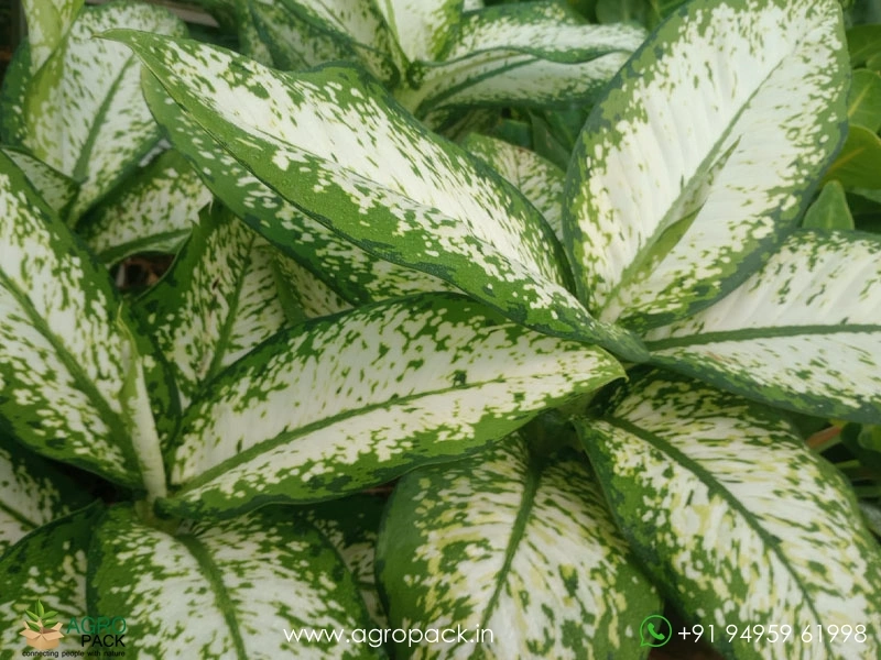 Dieffenbachia-Delilah2