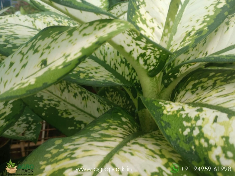 Dieffenbachia-Delilah3