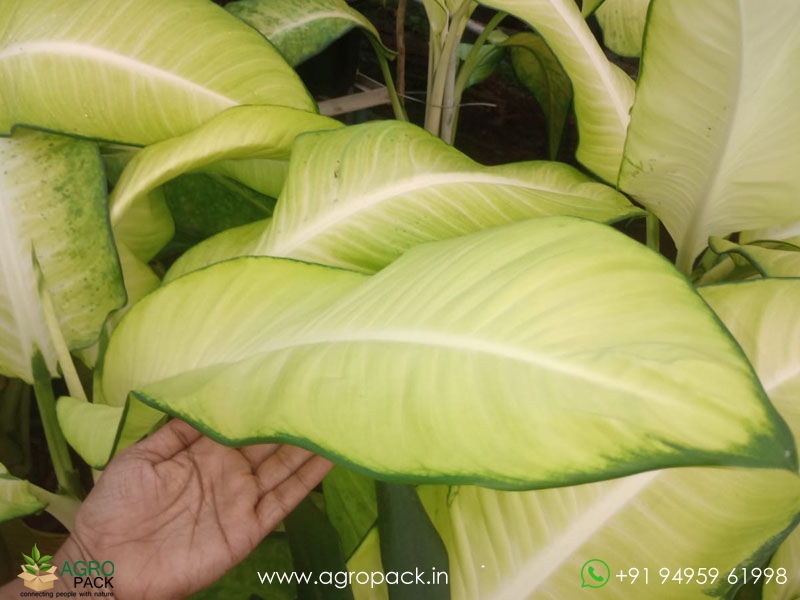 Dieffenbachia-Honeydew1