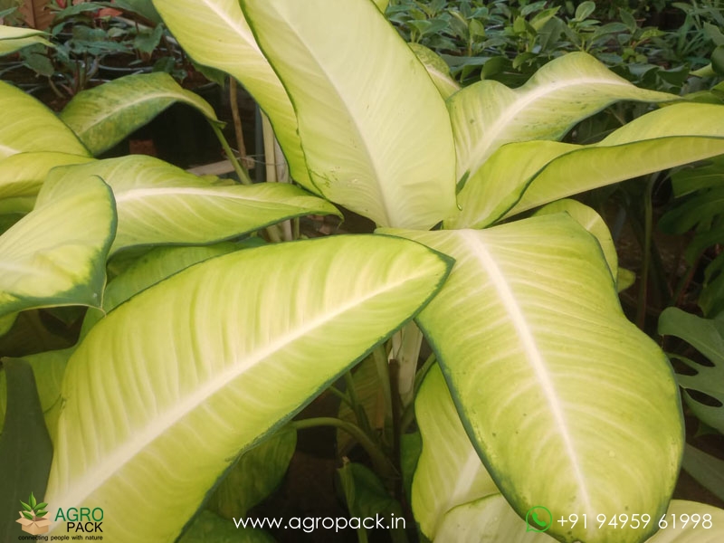 Dieffenbachia-Honeydew2