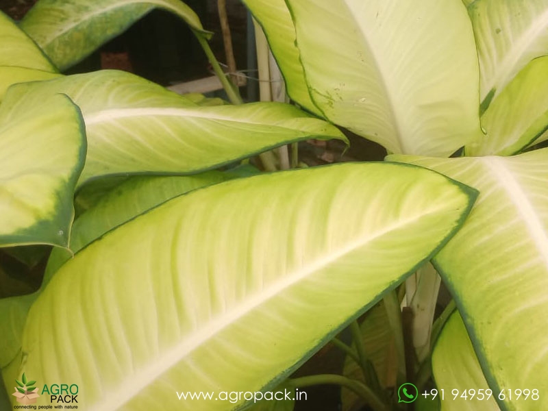 Dieffenbachia-Honeydew3