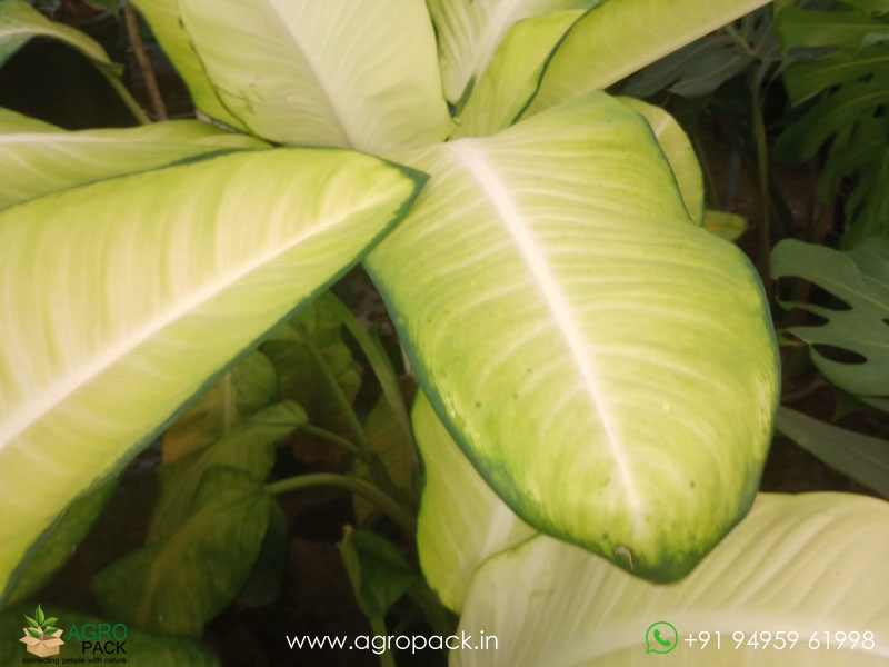 Dieffenbachia-Honeydew4