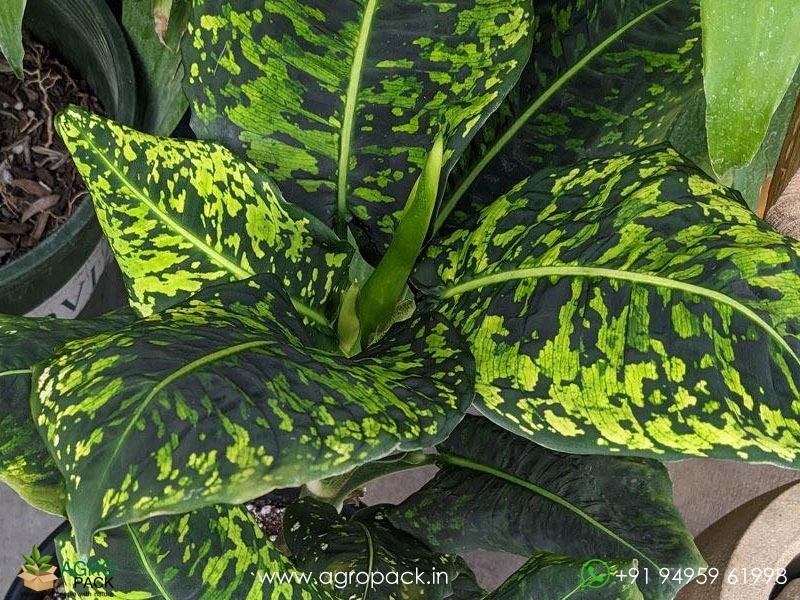 Dieffenbachia-Reflector1