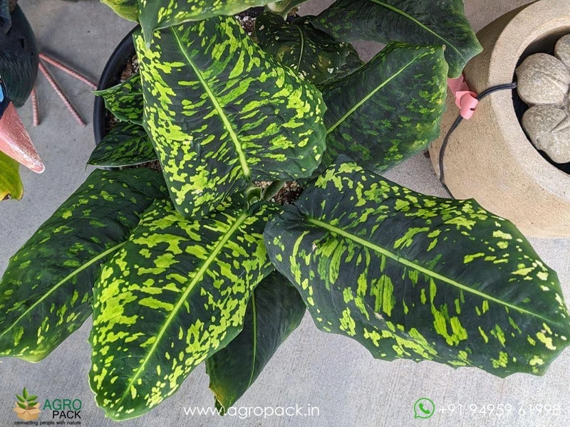Dieffenbachia-Reflector2
