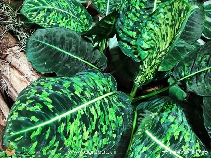Dieffenbachia-Reflector3